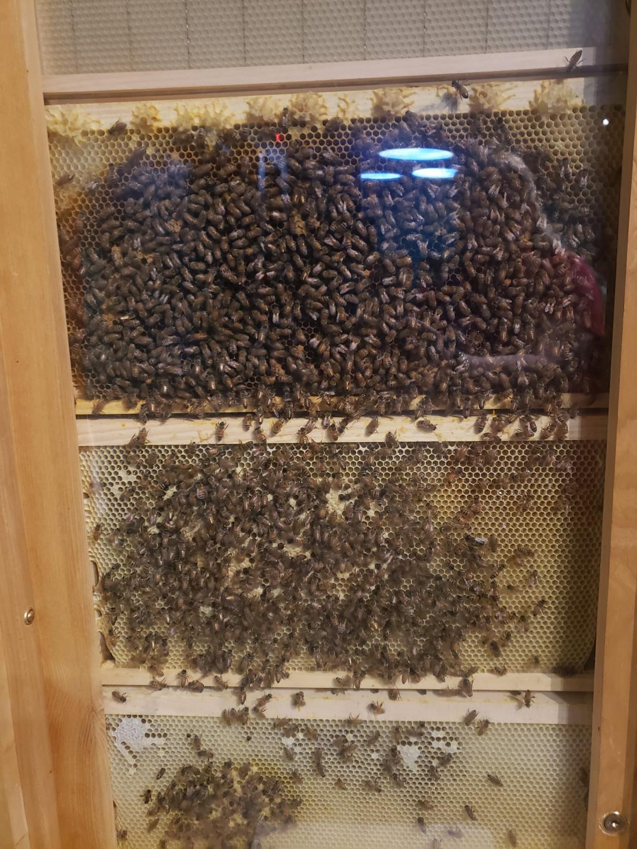 Honey bees have returned to the McKinley Presidential Library & Museum. Bees in the  museum's previous hive were killed by a pesticide last August.