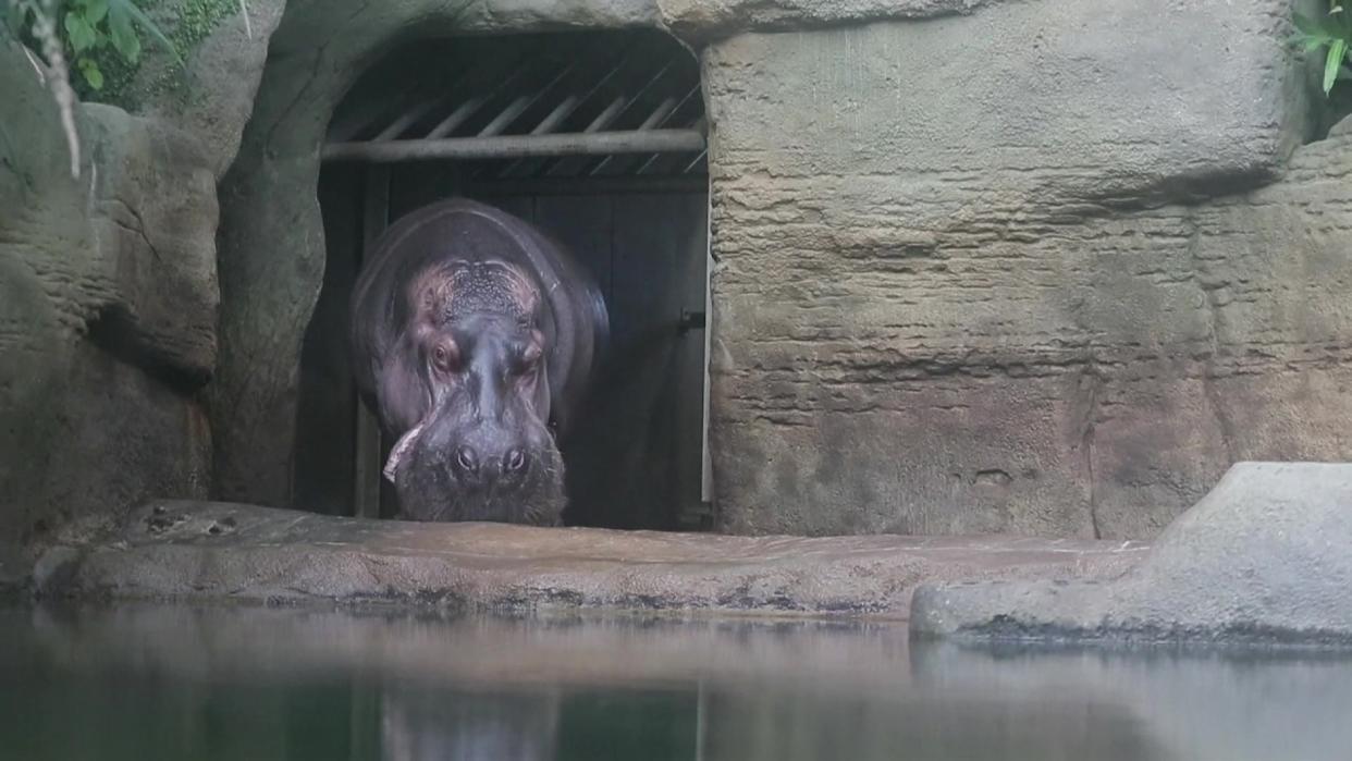 Raw: Baby Hippo Makes a Splash at Czech Zoo