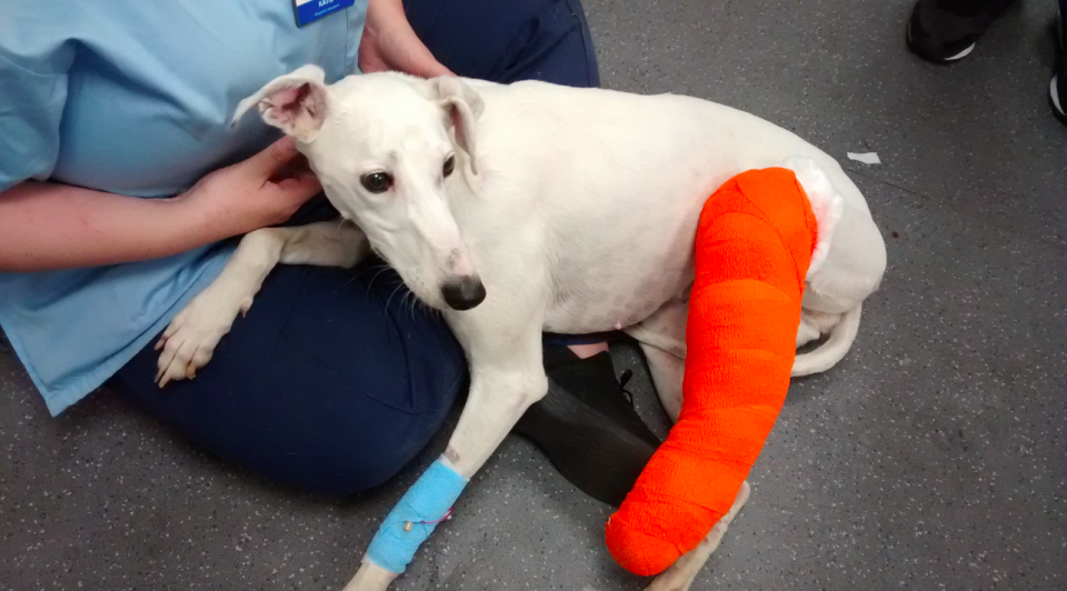 <em>The female lurcher-type had an open fracture to one of her rear legs (RSPCA)</em>