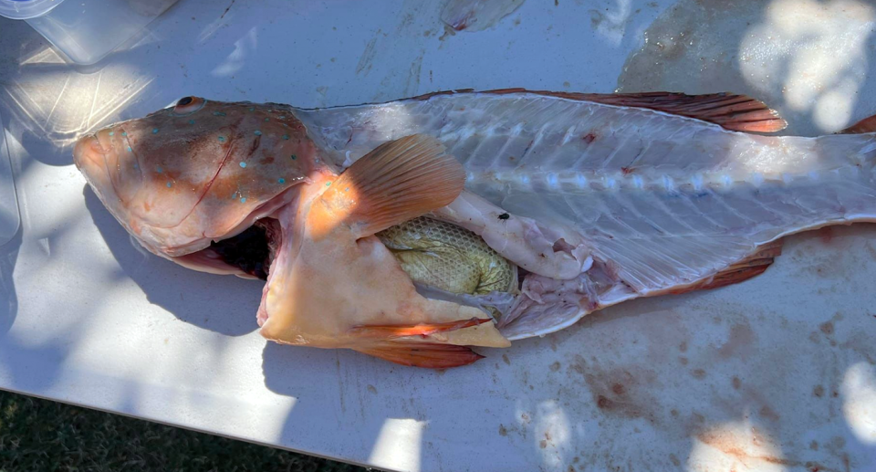 A trout pictured with a whole sea snake in its stomach. 