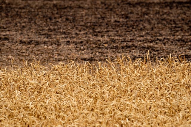 Fire damaged cornfields 