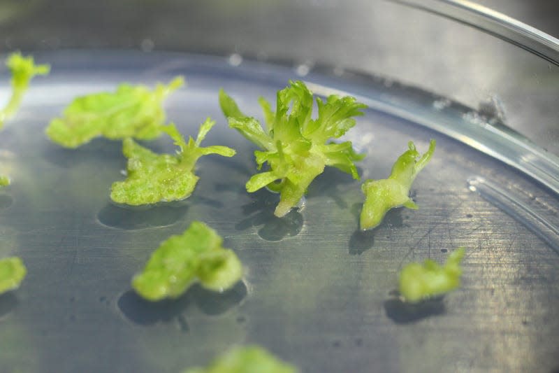 Poplar shoots grow in a petri dish at a Living Carbon laboratory.