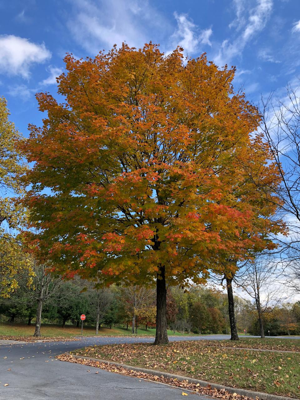 Leaves are turning orange on a tree in the parking area at Smithfield Beach in Delaware Water Gap National Recreation Area on Friday, Oct. 20, 2023.