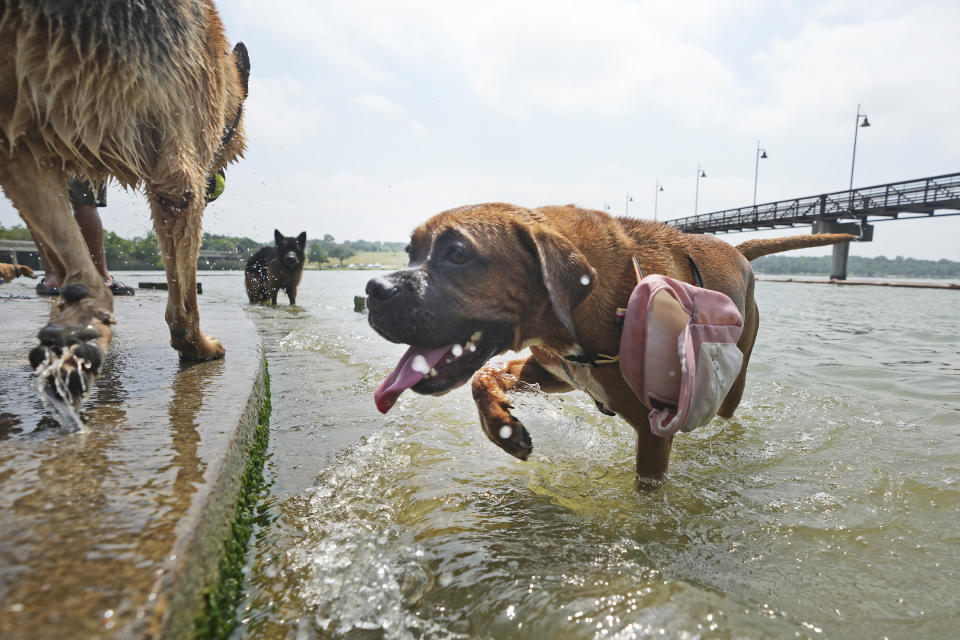 La mascota llamada Lexi, a la derecha, se refresca en el agua con otros canes en el lago White Rock, en Dallas, el martes 20 de junio de 2023. (AP Foto/LM Otero)