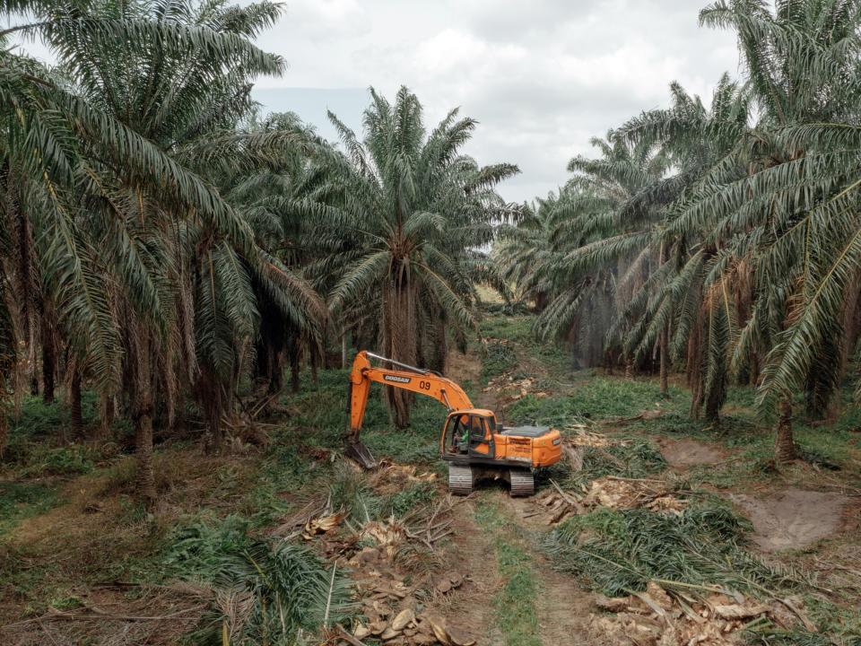An excavator topples matured palm oil trees to clear land for new trees. Photographer: Muhammad Fadli/Bloomberg