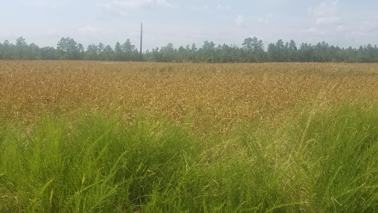 A field at Pender Commerce Park was selected by Amazon for the construction of a delivery station. Officials in the Wilmington area made the announcement in 2022.