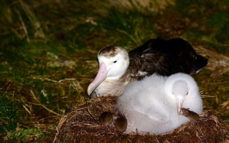 Mice gang up to attack albatrosses and their chicks on Gough Island  - 