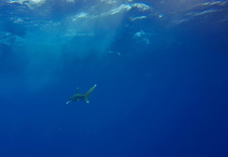 Un pêcheur australien a été mordu par le requin qu'il venait d'attraper, près de Fraser Island, une destination touristique populaire australienne - Andrea BERNARDI © 2019 AFP