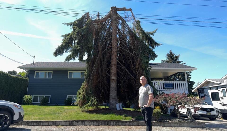 Giulio Di Palma was shocked to come home from work to find the branches of his spruce tree slashed down one side and trimmed at the top by utility company FortisBC.  (Brady Strachan/CBC - image credit)