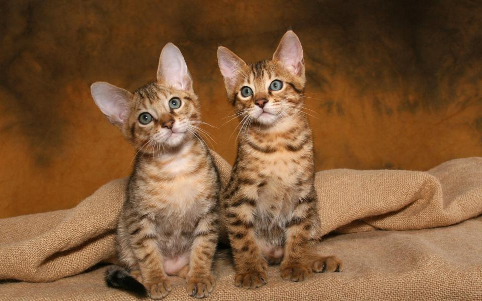 Savannah kittens can cost around £5,500 - Alamy