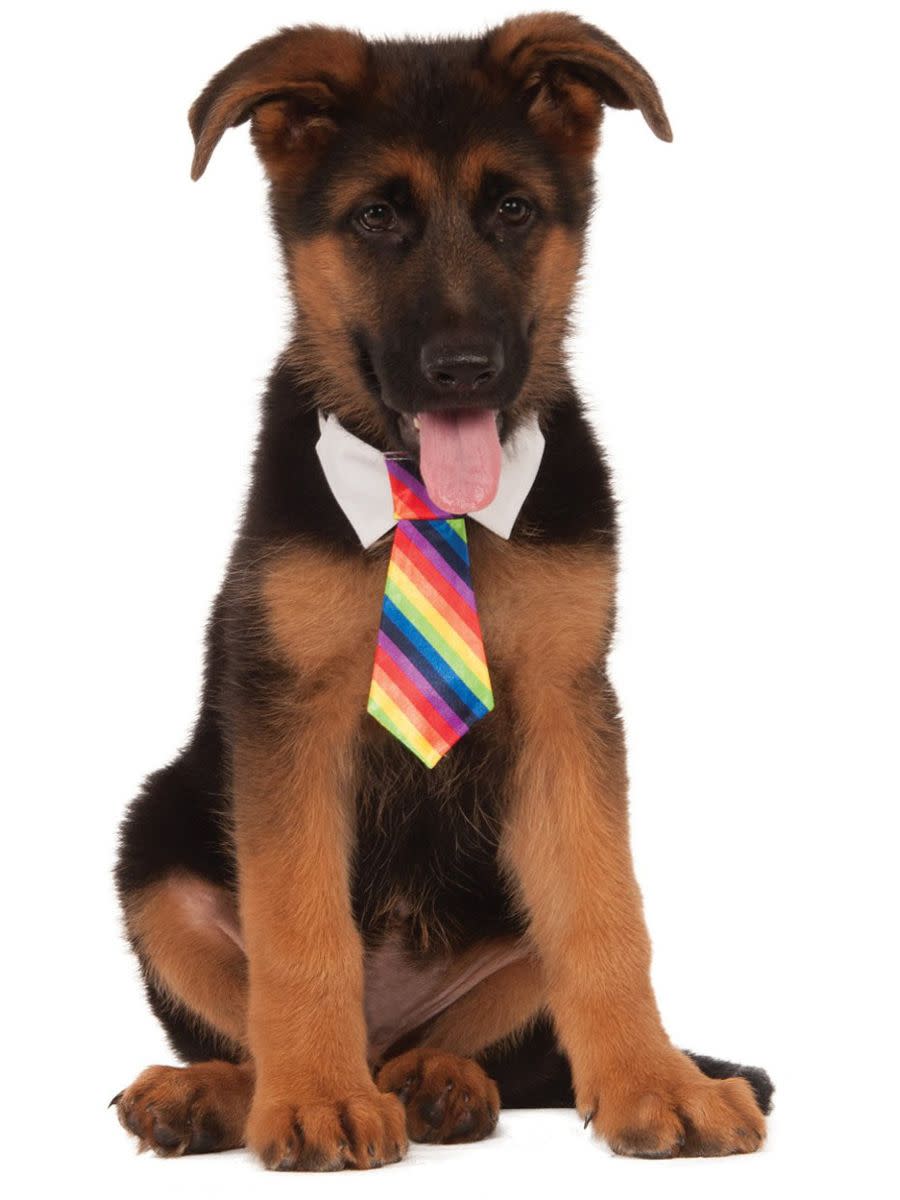 Rainbow Tie Dog Costume Accessory