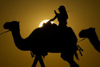 A woman looks at her photo while riding a camel in Mesaieed, Qatar, Nov. 26, 2022. Throngs of World Cup fans in Qatar looking for something to do between games are leaving Doha for a classic Gulf tourist experience: riding a camel in the desert. But the sudden rise in tourists is putting pressure on the animals, who have almost no time to rest between each ride. (AP Photo/Ashley Landis)