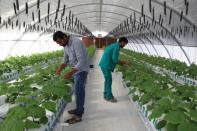 Workers inspect vegetables at Agrico in Al-Khor