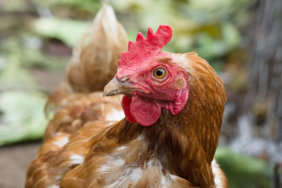 There's an increase in those who call backyard chickens pets. (Photo: Getty Creative)