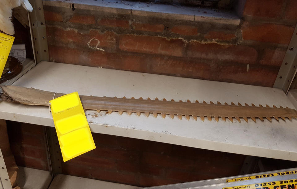 A sawfish rostrum was among the items linked to Halstead. (PA/Lancashire Police)