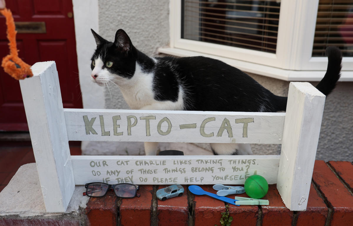 Klepto deals cat toys