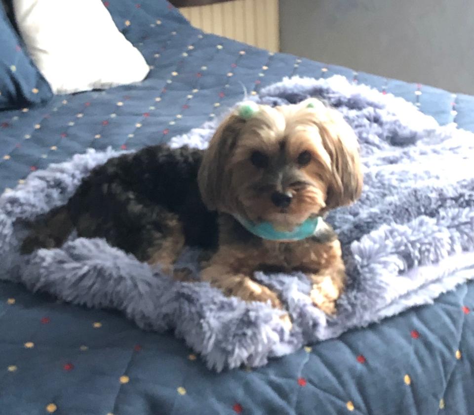 Allie the Yorkie, on what is clearly a very large dog bed.