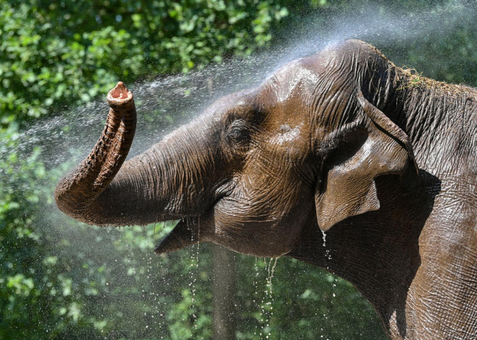 A jet of water is used to cool down the Asian elephant lady Sundali at Cottbus Zoo. Animal keeper Yvonne Weigelt has been looking after 54-year-old Sundali for around 30 years. When temperatures exceed 30 degrees Celsius, the pachyderm prefers to stay in the shade or immediately in the cooler elephant house. At these hot temperatures, Sundali drinks about 200 liters of water a day.<span class="copyright">Patrick Pleul/dpa</span>