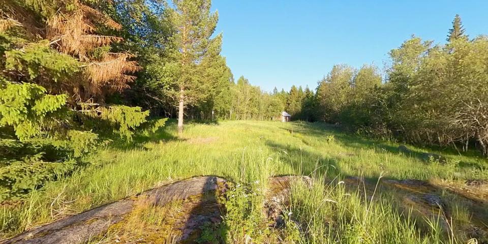 A field with the trees and grass