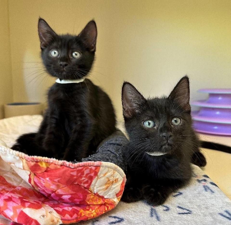 Woods Humane Society is holding a two-day, two-for-one adoption promotion at its San Luis Obispo and Atascadero locations to help kittens find home.