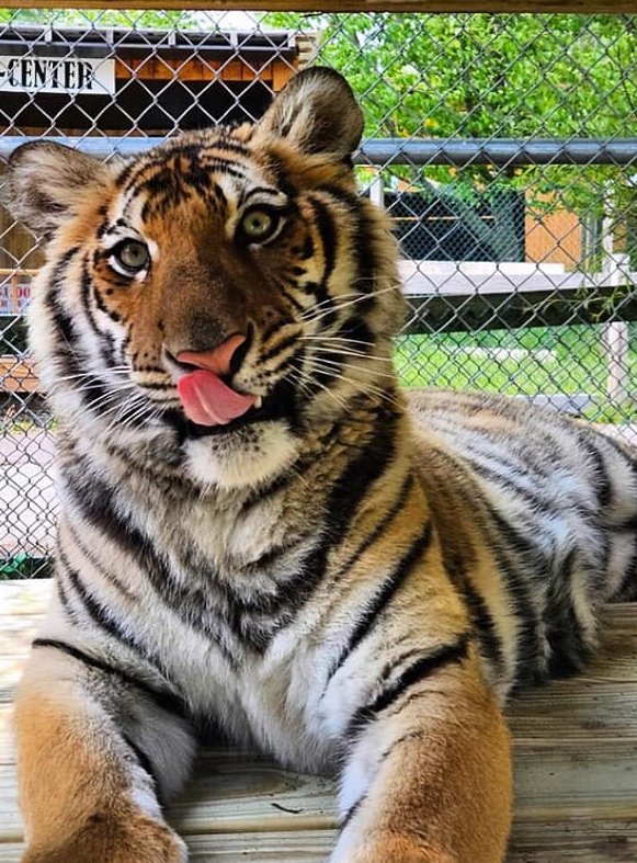 Moxy the Bengal tiger is York's Wild Kingdom's newest big cat.