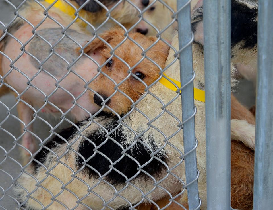 A dog with unhealthy skin rests its head Wednesday morning on the back of another of the 91 dogs the Humane Society of Washington County rescued Tuesday from unsanitary conditions at a Hancock-area home.