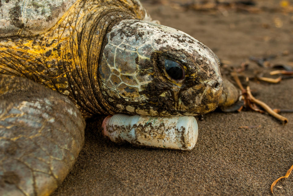 While returning to the sea after nesting, a&nbsp;green sea turtle rests on a plastic bottle in Tortuguero National Park, Costa Rica. (Photo: Neil Ever Osborne)