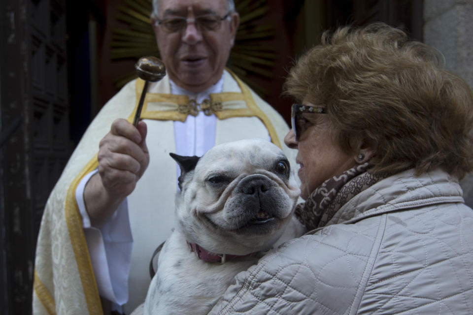 Blessing of the animals on St. Anthony’s Day