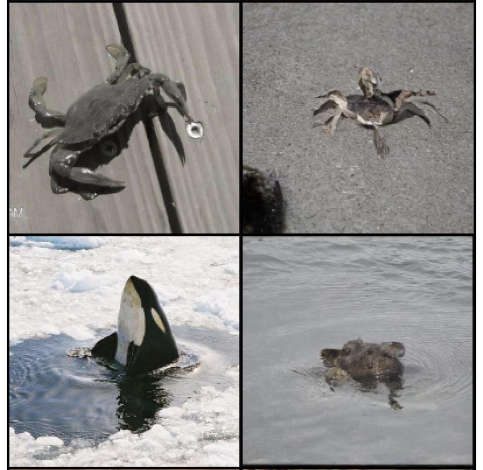 Photo of a crab (top left), and photo a whale (bottom left), alongside photos generated by AI from human brain waves.