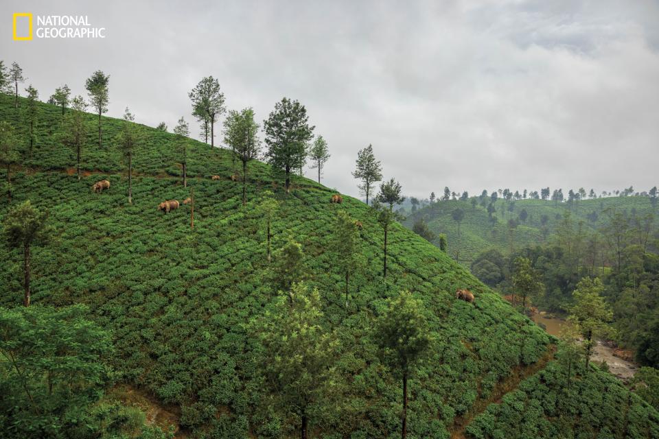 Elephants wander a tea estate.