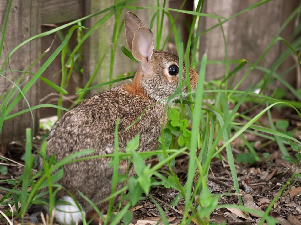 Two species of rabbits are in Florida, the Eastern cottontail, which is pictured here, and the marsh rabbit.