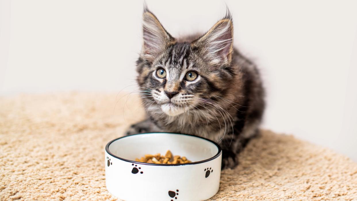  Tabby gray Maine Coon kitten sits in front of a food bowl and looks at its owner. 