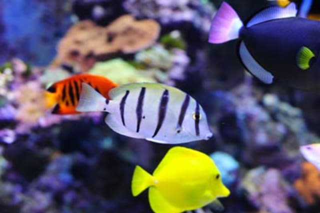 Falmouth Aquarium