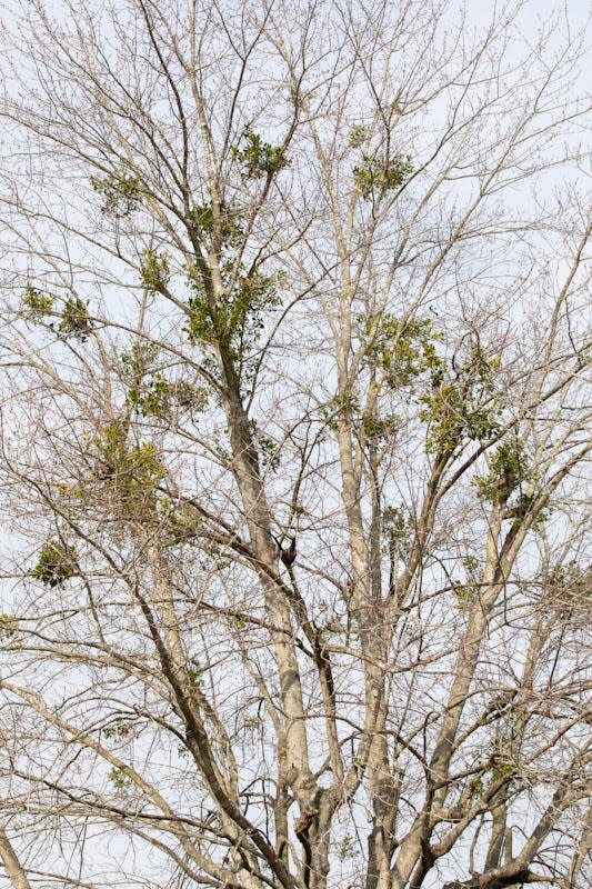 A silver maple full of mistletoe clumps in Chesapeake, Ohio