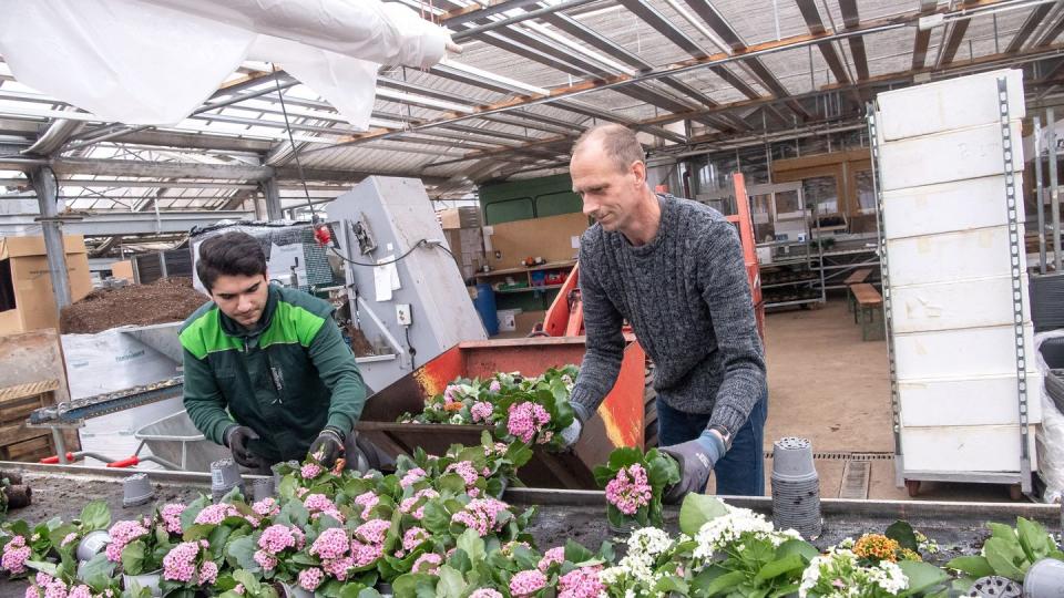 Müllcontainer statt Beet oder Vase: Wegen des Lockdowns finden viele Gartenbaubetriebe für ihre Pflanzen keine Abnehmer.