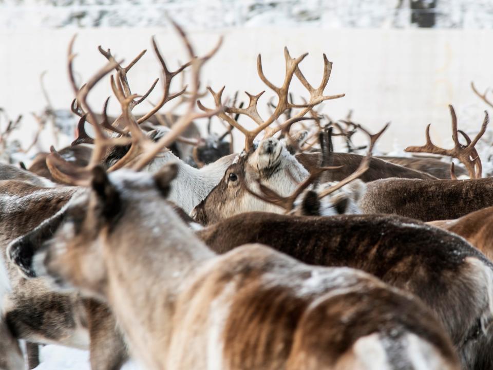 In this Tuesday, Nov. 26, 2019, Reindeer in a temporary corral in Rakten, outside of Jokkmokk, before being transported to winter pastures.  A collaboration between reindeer herders and scientists is attempting to shed light on dramatic weather changes and develop tools to better predict weather events and their impacts.  Unusual weather patterns in Sweden’s arctic region seem to be jeopardising the migrating animals’ traditional grazing grounds, as rainfall during the winter has led to thick layers of snowy ice that block access to food. (AP Photo/Malin Moberg)