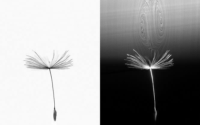 The vortex can be seen above the fluffy head of the seed in the right hand image  - University of Edinburgh