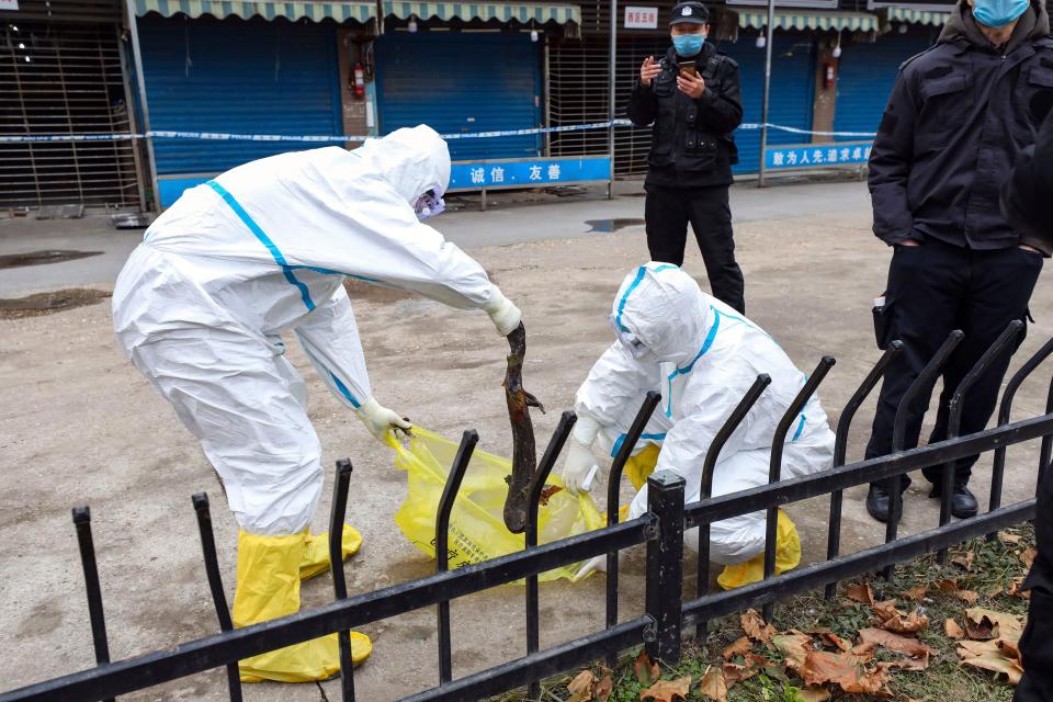 In this Jan. 27, 2020, photo, workers in protective gear catch a giant salamander reported to have escaped from the Huanan Seafood Market in Wuhan in central China's Hubei Province.