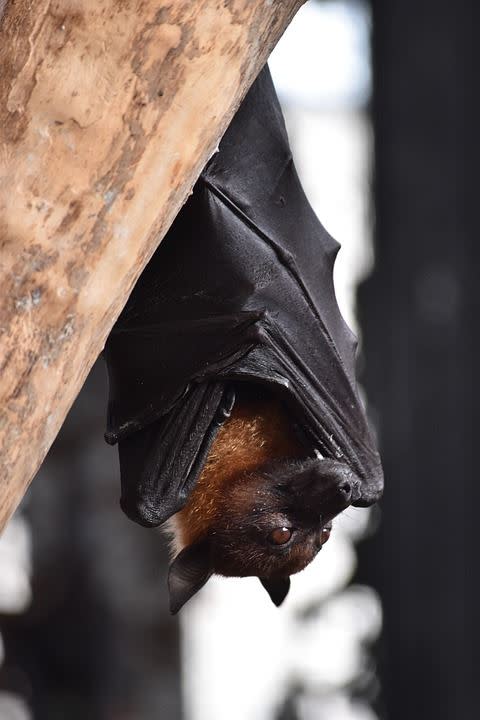 蝙蝠是天然的病毒庫，但強大的免疫系統和「發燒」狀態讓牠們安然無恙。（圖／Pixabay）