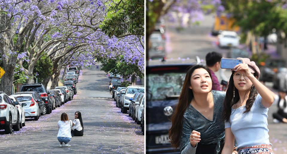 Two images of jacarandas. Left - two women squatting on the ground below jacarandas. Right - two women taking a selfie in front of a jacaranda street.