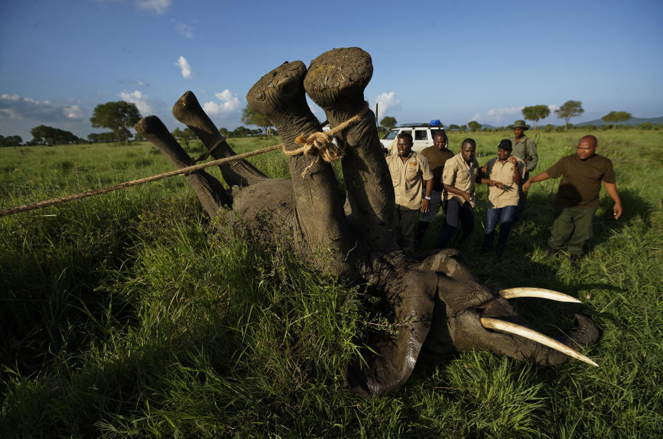 FILE - In this Wednesday, March 21, 2018 file photo, a team of wildlife veterinarians use a 4x4 vehicle and a rope to turn over a tranquilized elephant in order to attach a GPS tracking collar and remove the tranquilizer dart, in Mikumi National Park, Tanzania. The battle to save Africa's elephants appears to be gaining momentum in Mikumi, where killings are declining and some populations are starting to grow again. (AP Photo/Ben Curtis, File)