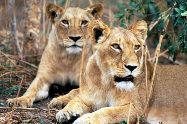 Lioness. Chobe. Botswana. Africa