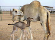The world's first cloned camel, Injaz (front), is seen at the Camel Reproduction Centre in Dubai