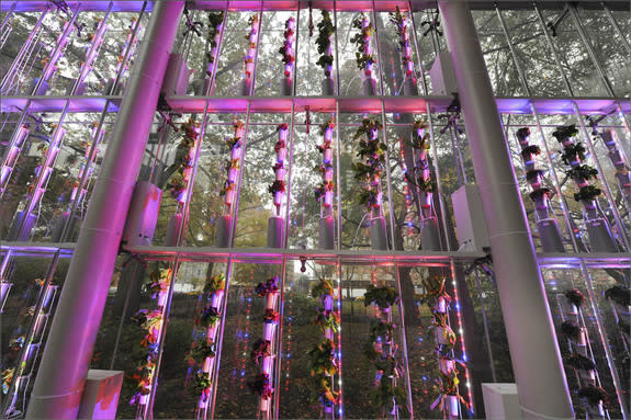 An 18-foot-tall hydroponic vertical plant growing system has been installed at the American Museum of Natural History in New York, in honor of the new exhibition "Our Global Kitchen: Food, Nature, Culture," opening Nov. 17.