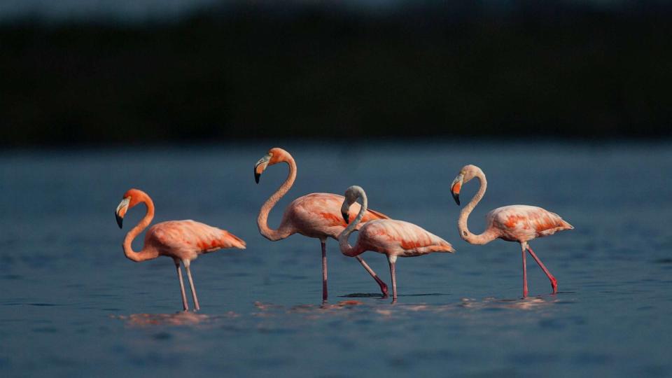 PHOTO: Flamingos feed and preen in Estero Bay Preserve State Park, Sept. 4, 2023, in Florida. (Andrew West/The News-Press/USAToday Network)