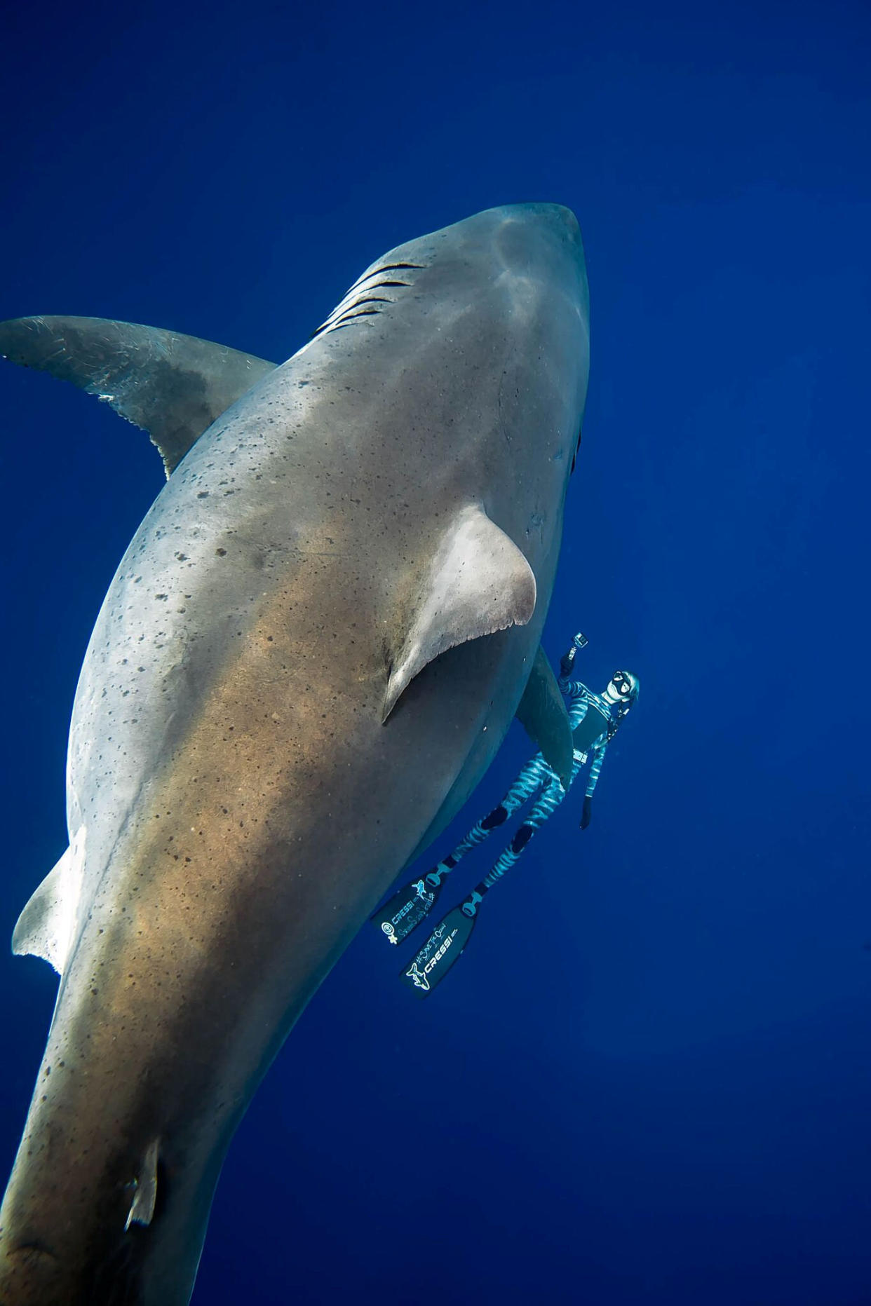 <em>It is thought to be ‘Deep Blue’, one of the largest recorded sharks (Picture: @JuanSharks/@OceanRamsey/Juan Oliphant/oneoceandiving.com via REUTERS)</em>