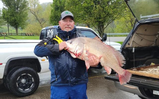 Catfish angler lands record drum; rod nearly pulled from holder