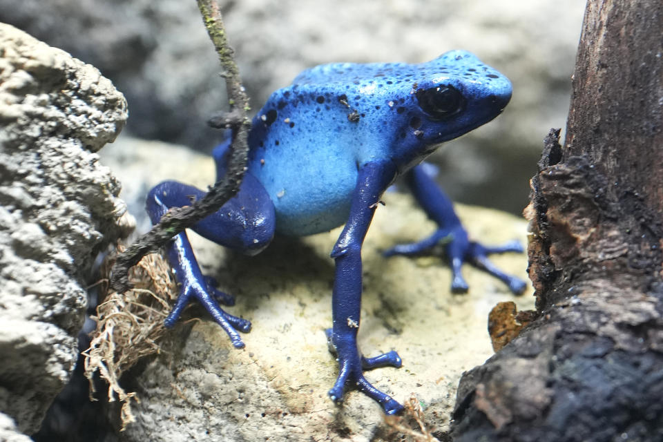 A Dyeing Poison Dart Frog at London Zoo's new experience, The Secret Life of Reptiles and Amphibians ahead of its opening to the public on Friday March 29, in London, Monday, March 25, 2024. (AP Photo/Kirsty Wigglesworth)