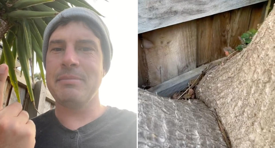 Left, Steven the gardener standing in front of a yucca tree. Right, the yucca tree damaging a nearby fence.