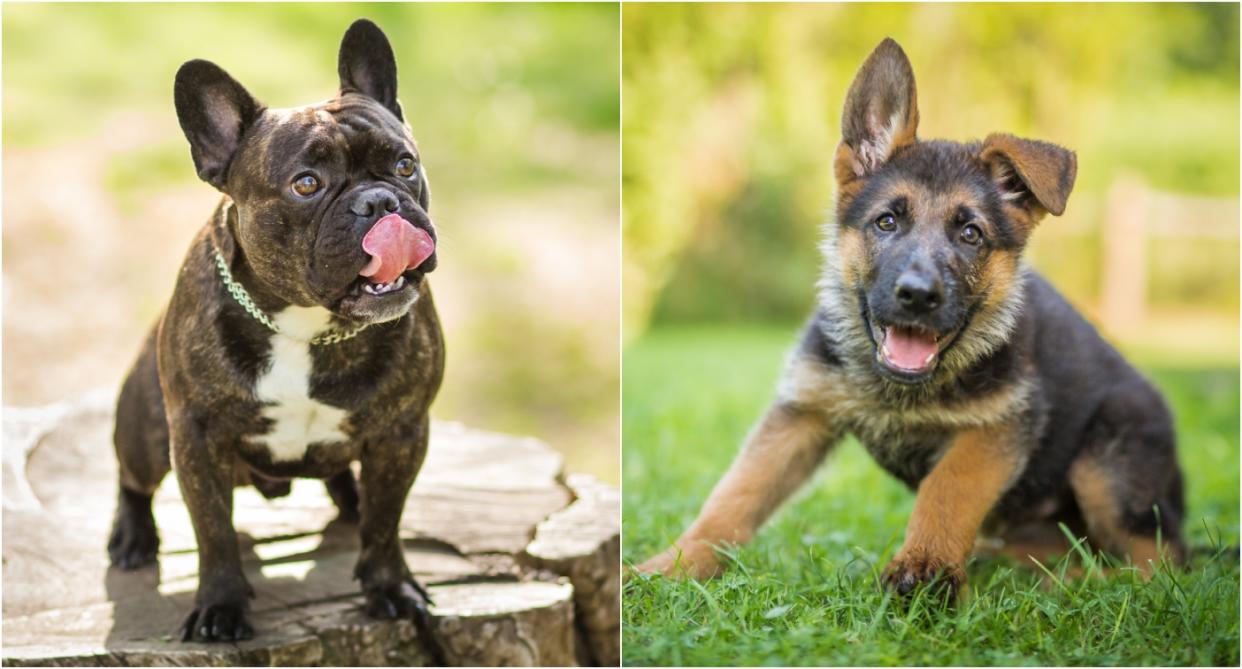 French Bulldogs and German Shepherds dog breeds